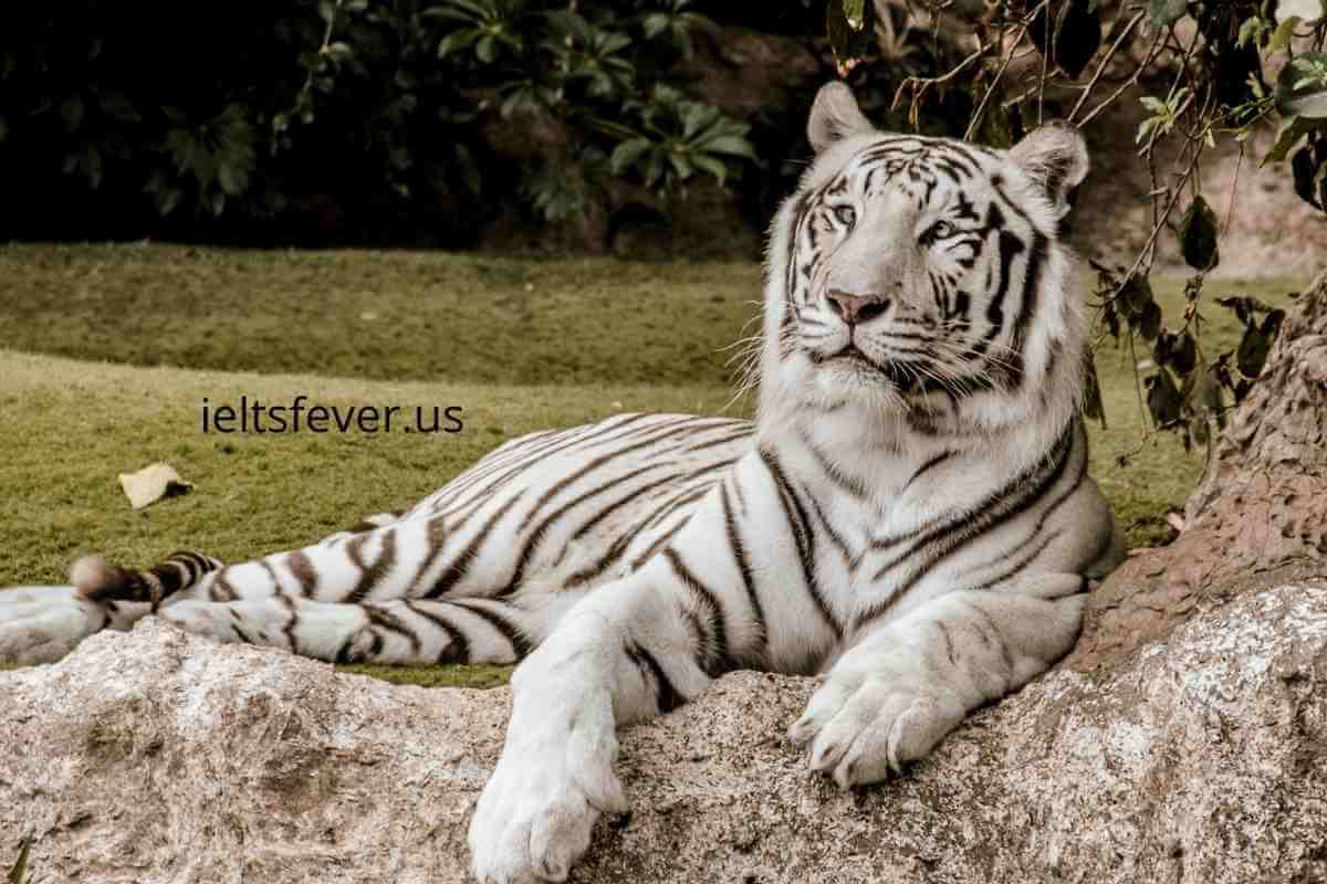 wild animals Speaking Part 1 Questions with Answers - IELTS FEVER