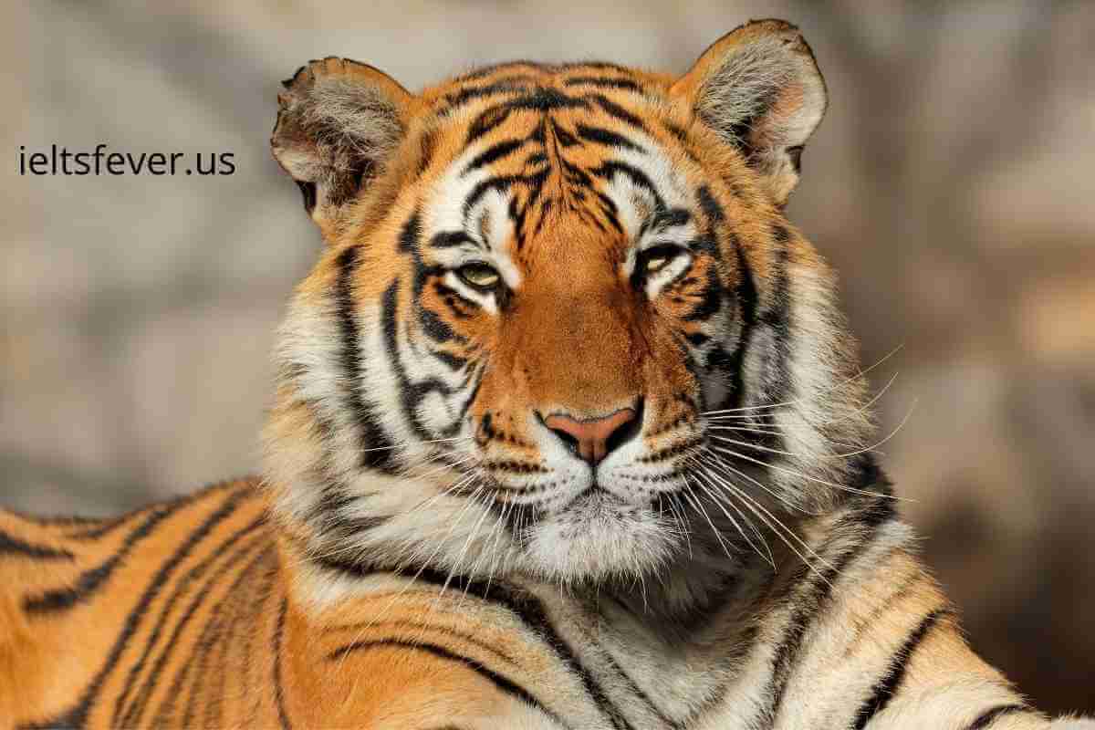 Describe A Time When You Saw A Wild Animal Speaking IELTS FEVER