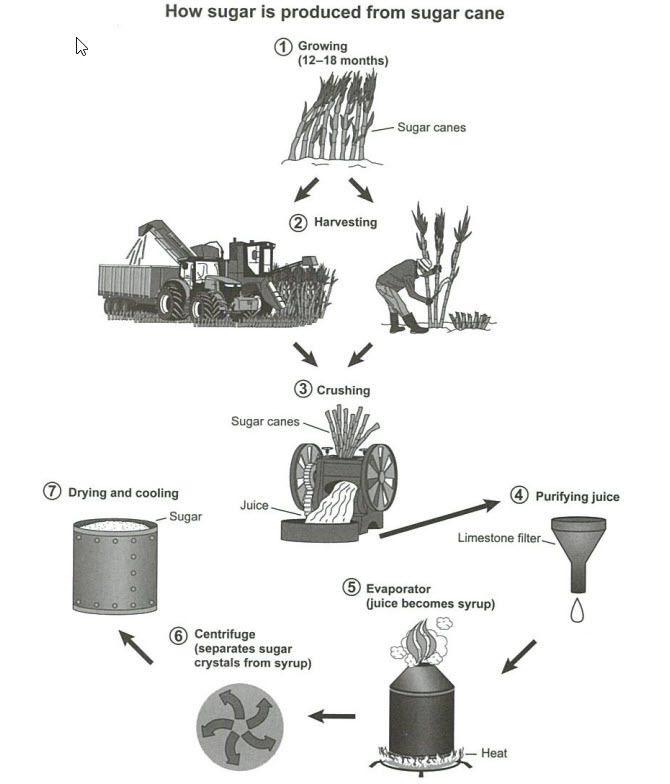 Manufacturing Process for Making Sugar From Sugar Cane