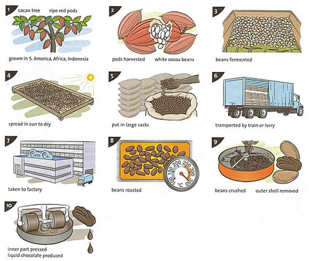 the-illustrations-show-how-chocolate-is-produced-ielts-fever