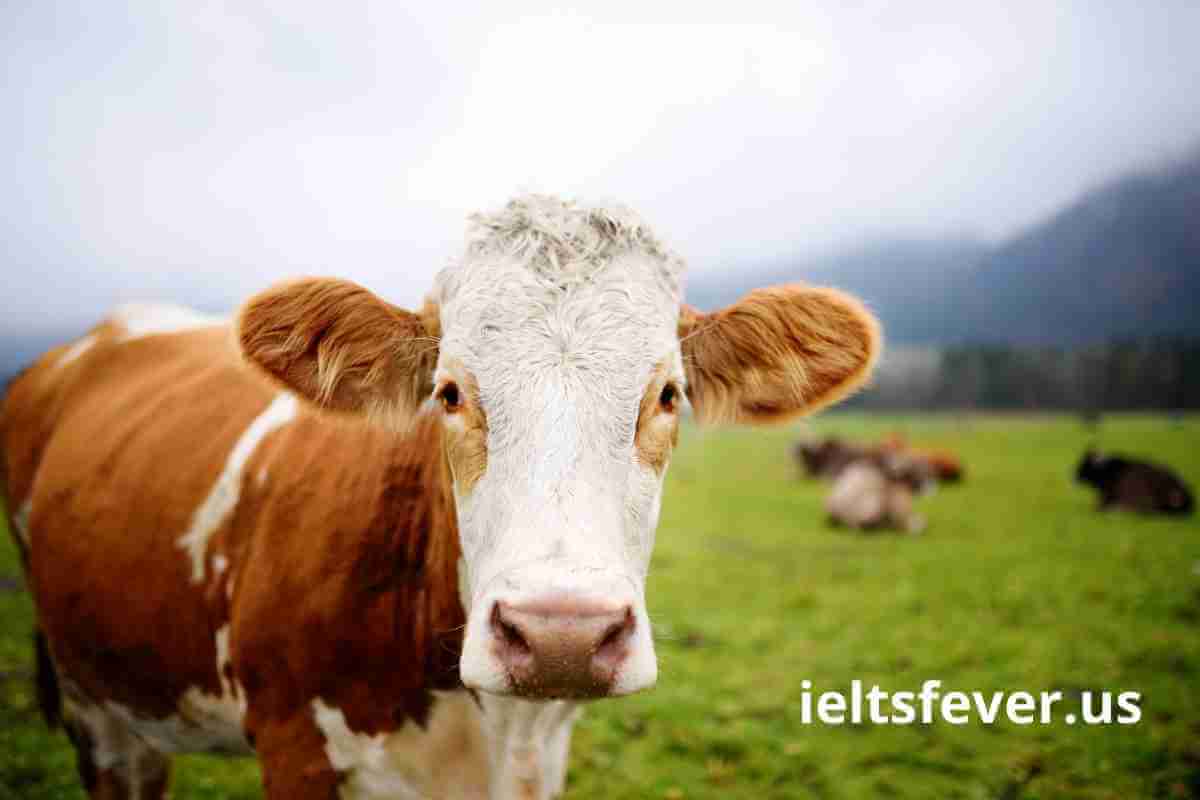 farm-animals-wild-animals-ielts-speaking-part-1-questions-with-answer