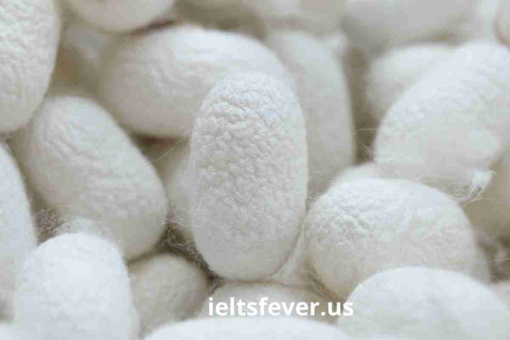 The Life Cycle of The Silkworm and The Stages in The Production (1)