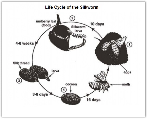 The Life Cycle of The Silkworm and The Stages in The Production