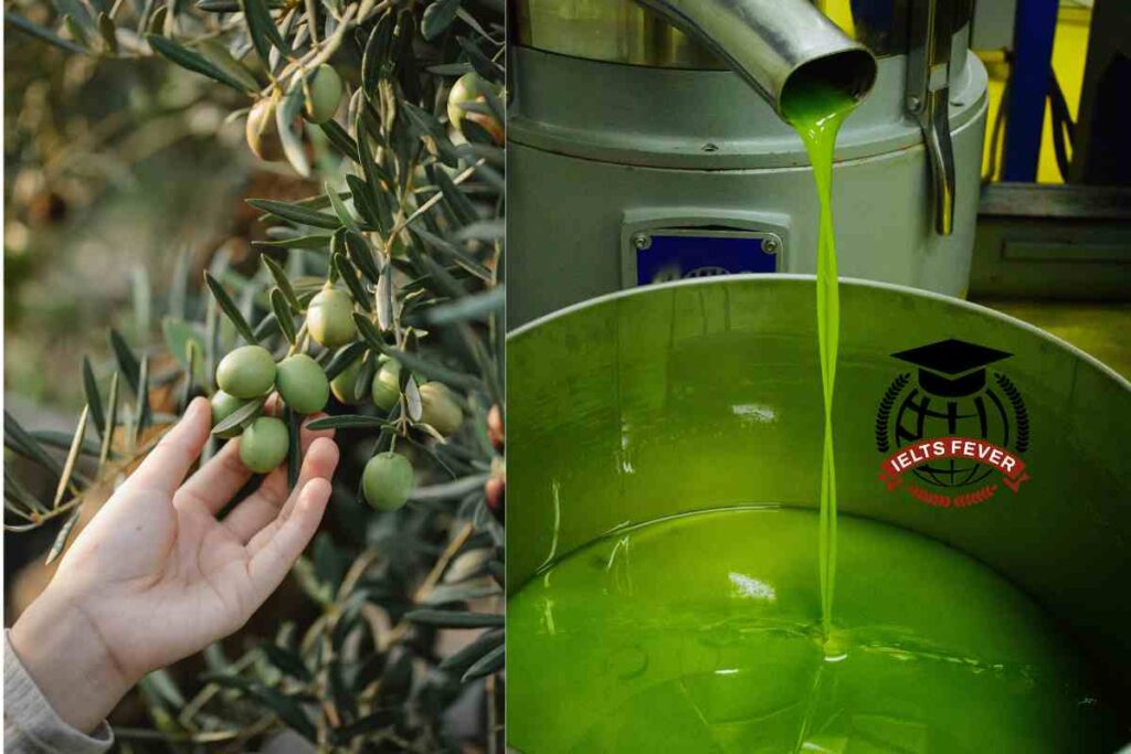 The Diagram Details the Process of Producing Olive Oil